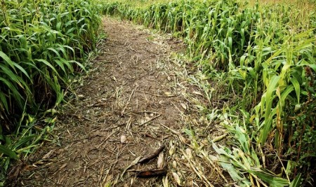 Amazing Corn Maze